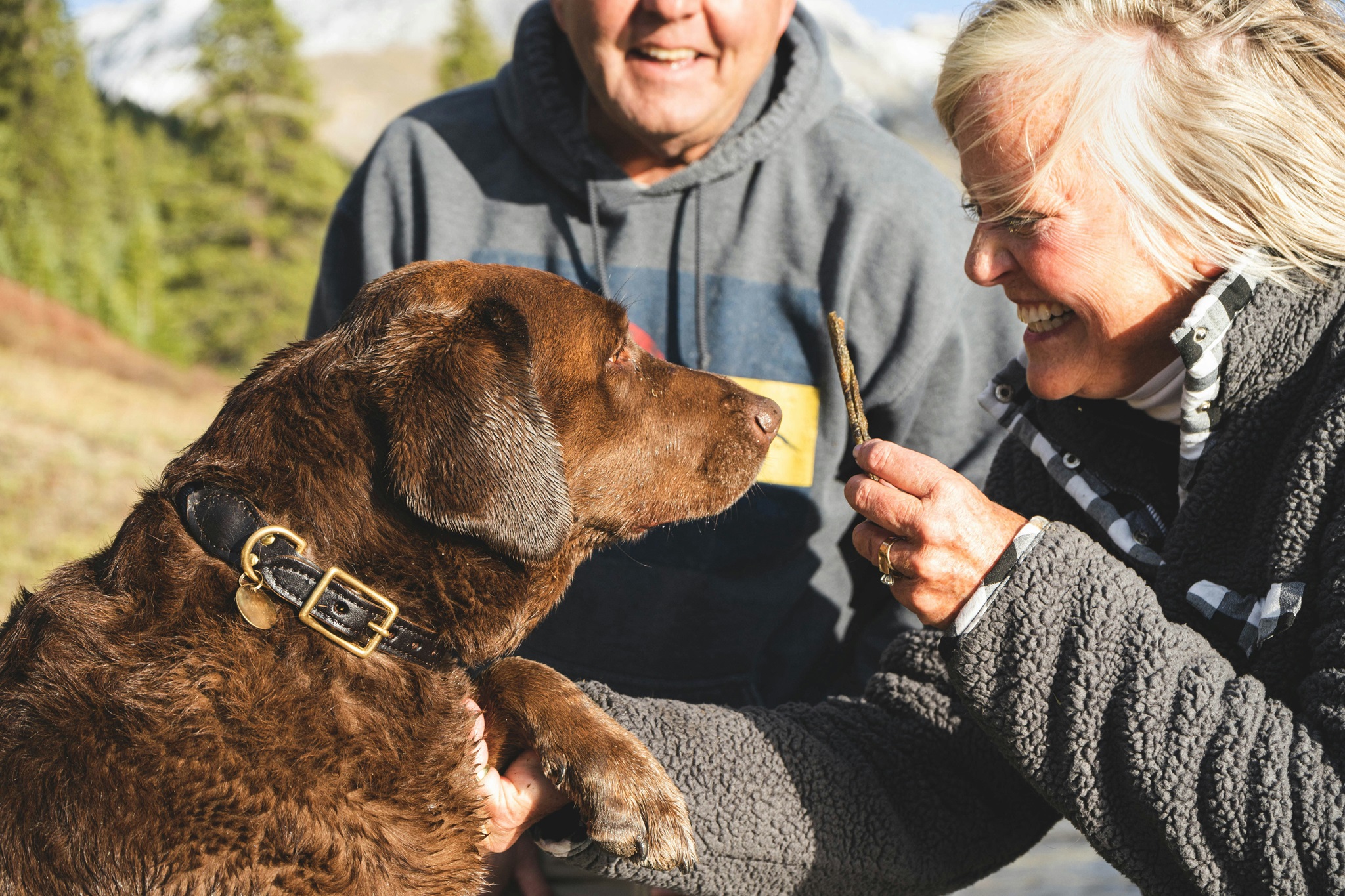 hundetraining 60 plus